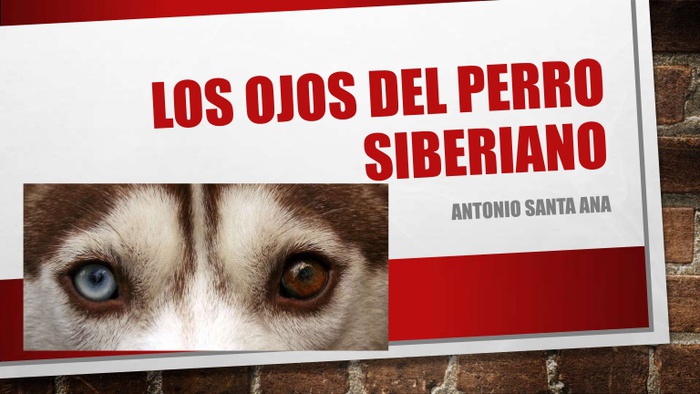 Actividad :: Los ojos del perro siberiano